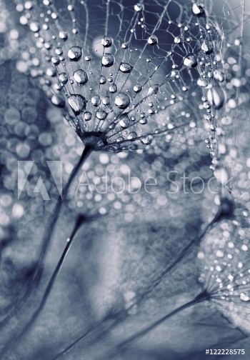 Picture of Plant seeds with water drops